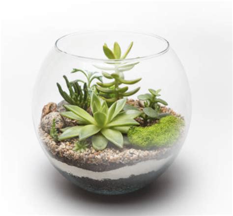 Image result for Terrarium Making111