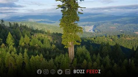 Image result for Hyperion Tree Facts