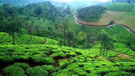 Kerala rain updates night travel banned on Erattupetta Vagamon Road ...