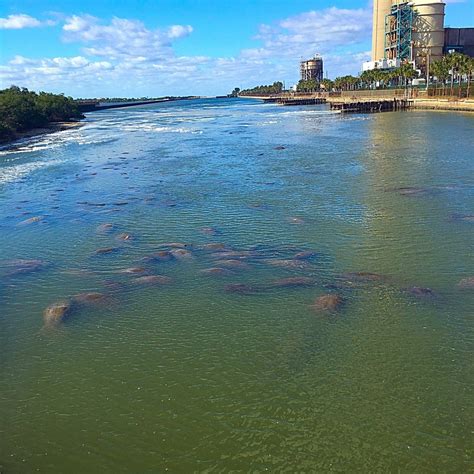 Tampa Electric's Manatee Viewing Center (ACTUALIZADO 2026) - Qué SABER ...