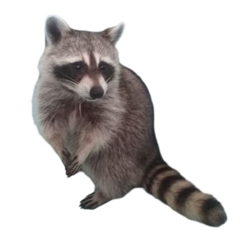 Raccoon png free download (3) - Photo #2320 - BiNps PNG Website