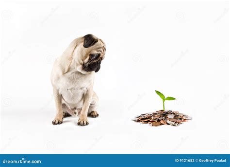 Puppy Pug Watching Money Growing Stock Photo - Image of growing, earth ...