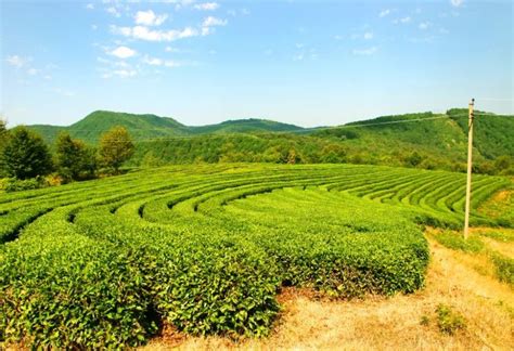 Dagomys Tea Plantation, sochi, Russia - Top Attractions, Things to Do ...
