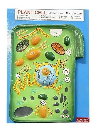 AI-Plant Cell Model/Anatomical Model/Plant Cell Model Educational Kit ...