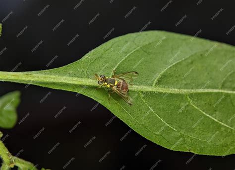 Premium Photo | Bactrocera dorsalis previously known as Dacus dorsalis ...