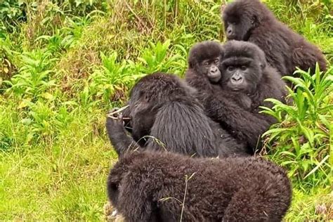 2026 7 Days Rwanda Royal Tour with Gorillas, Chimpanzees, Culture, and ...