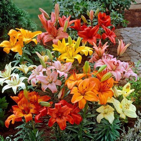 KOLKATA ORCHID ONLINE Asiatic Lily/Lilium Asiatica Flower Bulbs - Pack ...