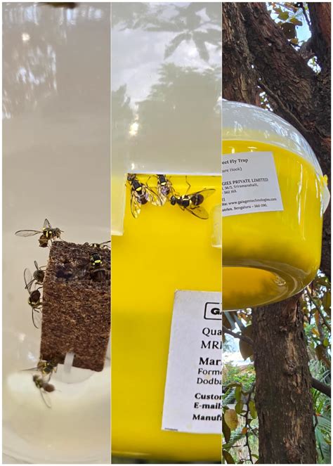 GAIAGEN Bador Lure® Combo Pack - Pheromone Lure for Fruit Fly ...