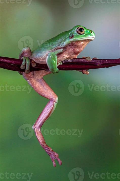 Green Tree Frog 的图像结果