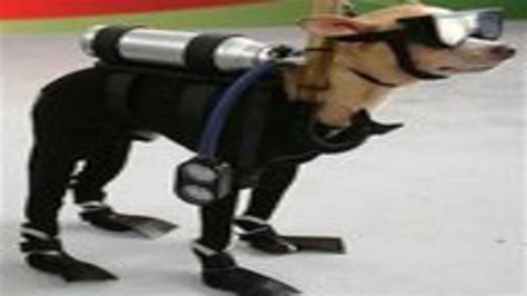 Do Navy Seal Dogs Have Titanium Teeth