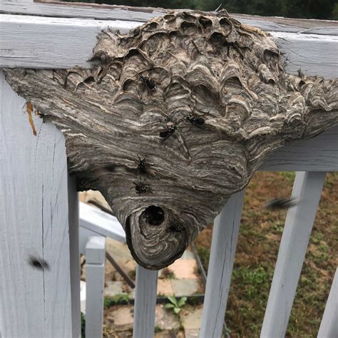 Bald-Faced Hornet Pictures