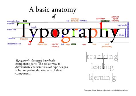 Anatomy Of Typography Worksheets - Free Printable Worksheet