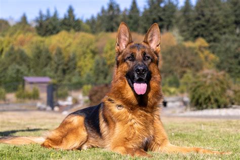 German Shepherd Guard Dog Training at Jamie Cartwright blog