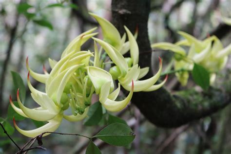 Flora of Madagascar : an endemic wealth - Voyage Tourisme Madagascar