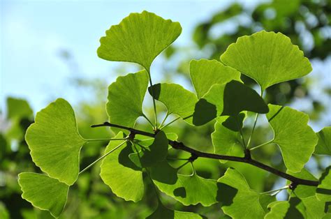 Ginkgo Biloba Para Q Sirve