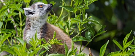 Download wallpaper 2560x1080 lemur, animal, profile, grass dual wide ...
