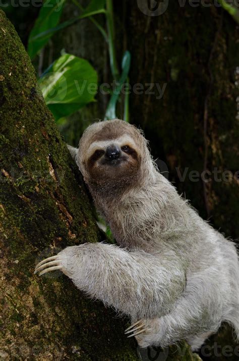 Sloth Climbing Tree 的图像结果