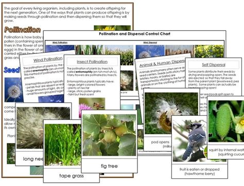 Image result for Primary Science Lessons Plant Distribution