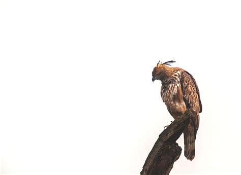 Image result for JavaBat Wingspan