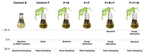 New Insights into Bacillus-Primed Plant Responses to a Necrotrophic ...