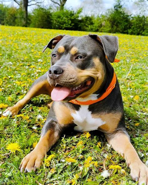 Tri-Color Pitbull – Breed Info, Pictures, Genetics & Facts
