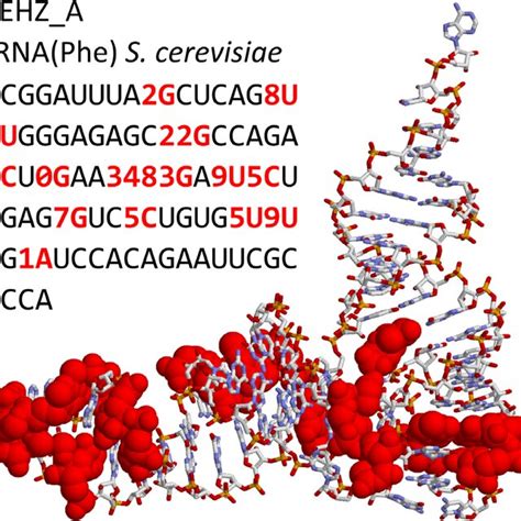 RNA Model 的图像结果