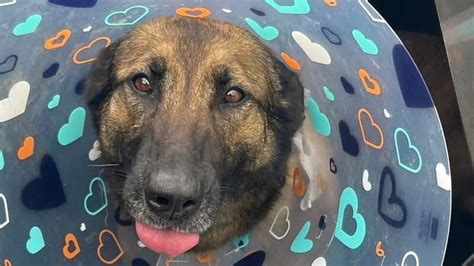 Rockford’s deteriorating Singer Mental Health Center could be torn down ...