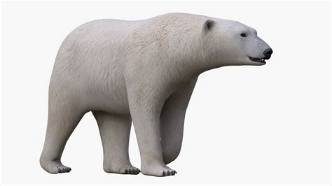 How About No Polar Bear