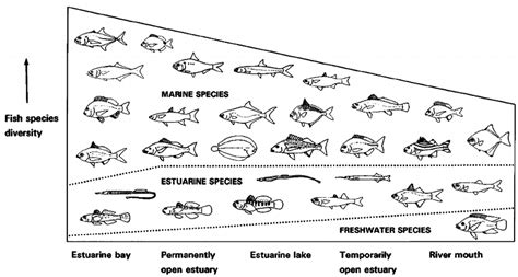 Image result for Fish Group Graph