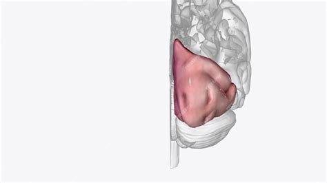 Premium Photo | The occipital lobe helps with visual processing and mapping it is located under ...