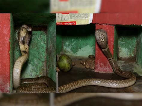 cobra snake in kitchen of home rescued by snake rescuer safely trending ...