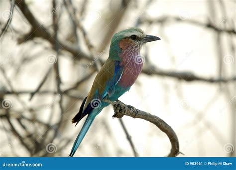 Lilac Breasted Roller (Coracias Caudatus), Botswana S National Bird Stock Image - Image of ...