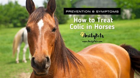 How to Treat Colic in Horses [colic symptoms, prevention and treatment for your horse] – Amity Pets