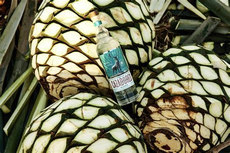 Tequila Cazadores Blanco Logo