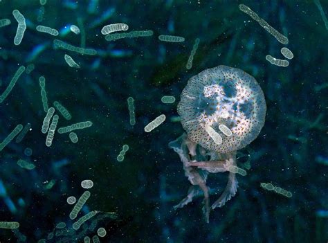 The Life Cycle of a Jellyfish