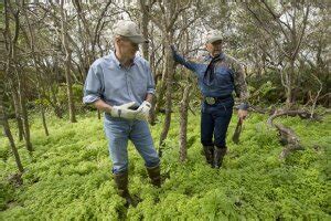 Invasive Pythons Threaten Florida Everglades
