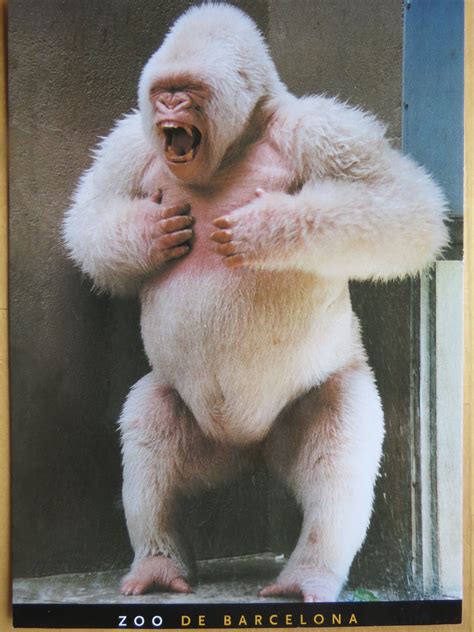 Snowflake, the white gorilla in Barcelona zoo | Dyr