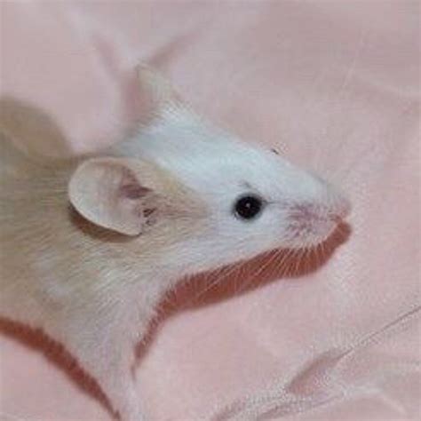 Listen to Black Plague Song (Fleas on rats) by deadedkinda in no ...