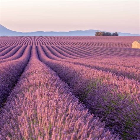 See France’s lavender fields bloom during Provence’s prettiest season ...