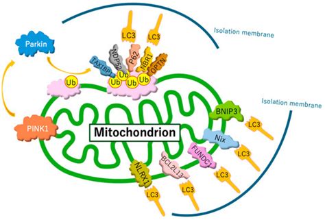 The Association Among Bipolar Disorder, Mitochondrial Dysfunction, and ...