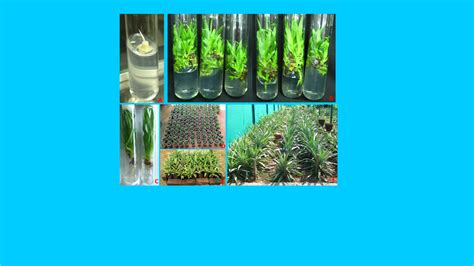 Organisational Chart:Bhabha Atomic Research Centre(BARC), Department of ...