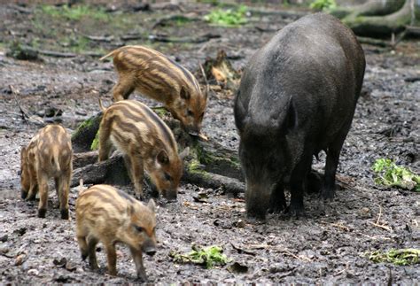 Company Behind Kaput Feral Hog Bait Withdraws Registration Request from ...