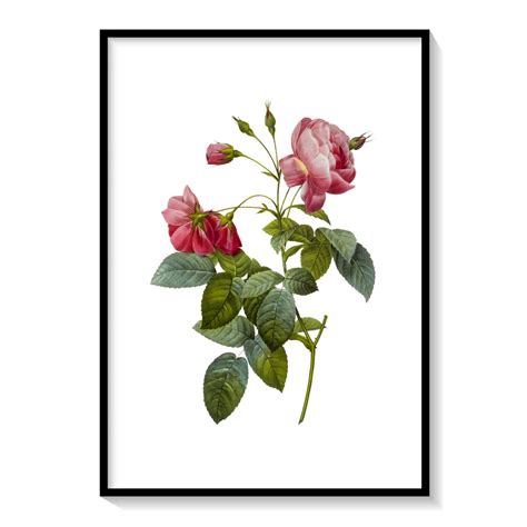 Beautiful Flower Minimal Botanical Floral Art Rose Pink: Buy Flower ...