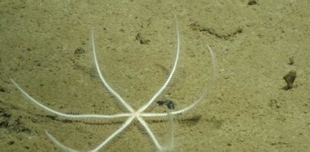 Científicos encuentran 39 posibles nuevas criaturas de las ...