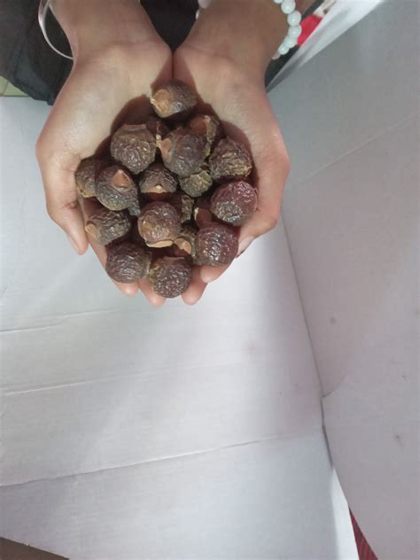 Organic Dried Raw Reetha Pack for Hairs - Raw Form – Mahakaal Prasad
