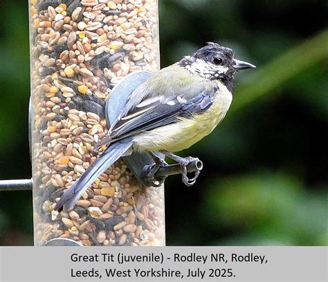 Grand Tits Adventure Game