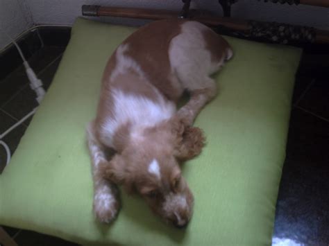 Cuida A Tu Cocker Spaniel Inglés: Parásitos Externos: Sarna