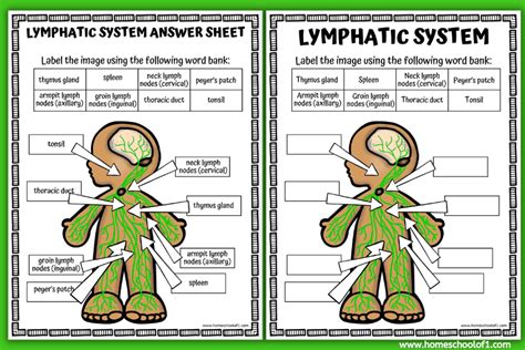 Image result for Lymphatic System Worksheet