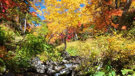 Wallpaper trees, river, stones, landscape, autumn hd, picture, image