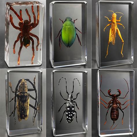 Buy Insect Specimen Kit,Observation Toy Tarantula,Whip Scorpion,Star ...